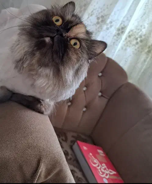 گربه پرشین باردار|گربه|مشهد, نیروی هوایی|دیوار