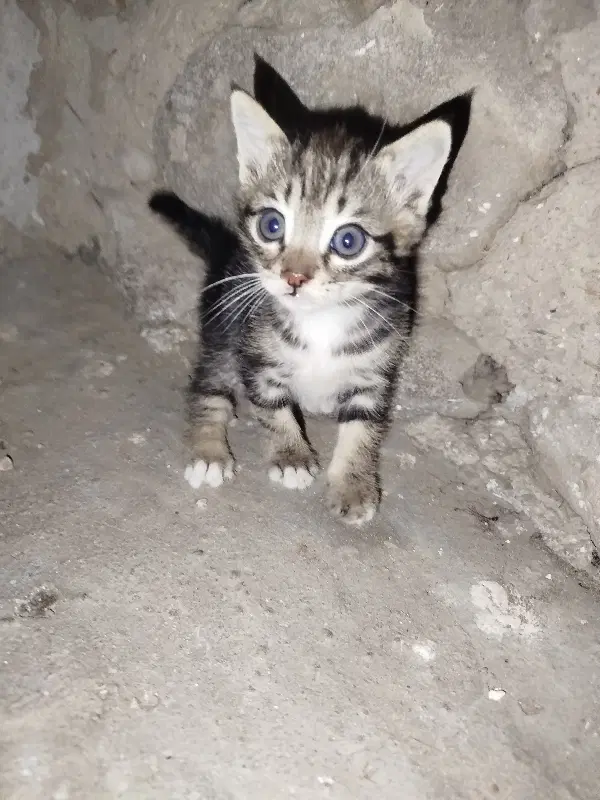گربه|گربه|بستان آباد, |دیوار