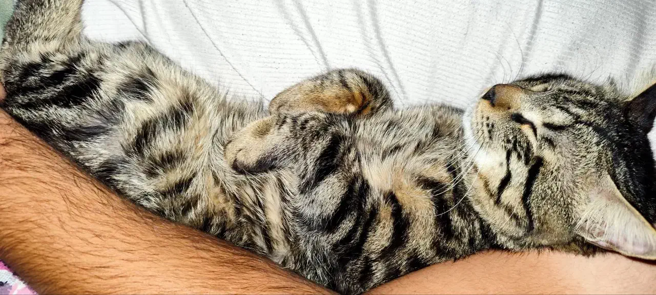 گربه DSH|گربه|زاهدان, |دیوار