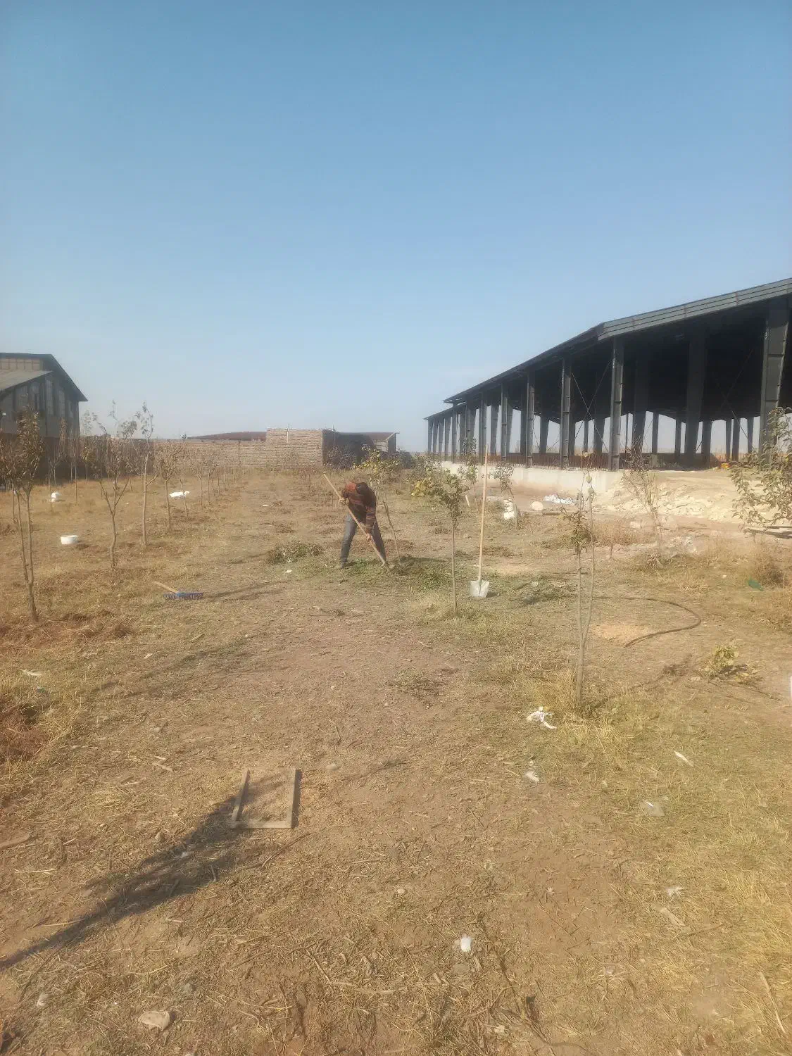 هرس کردن درخت|خدمات باغبانی و درختکاری|اردبیل, |دیوار