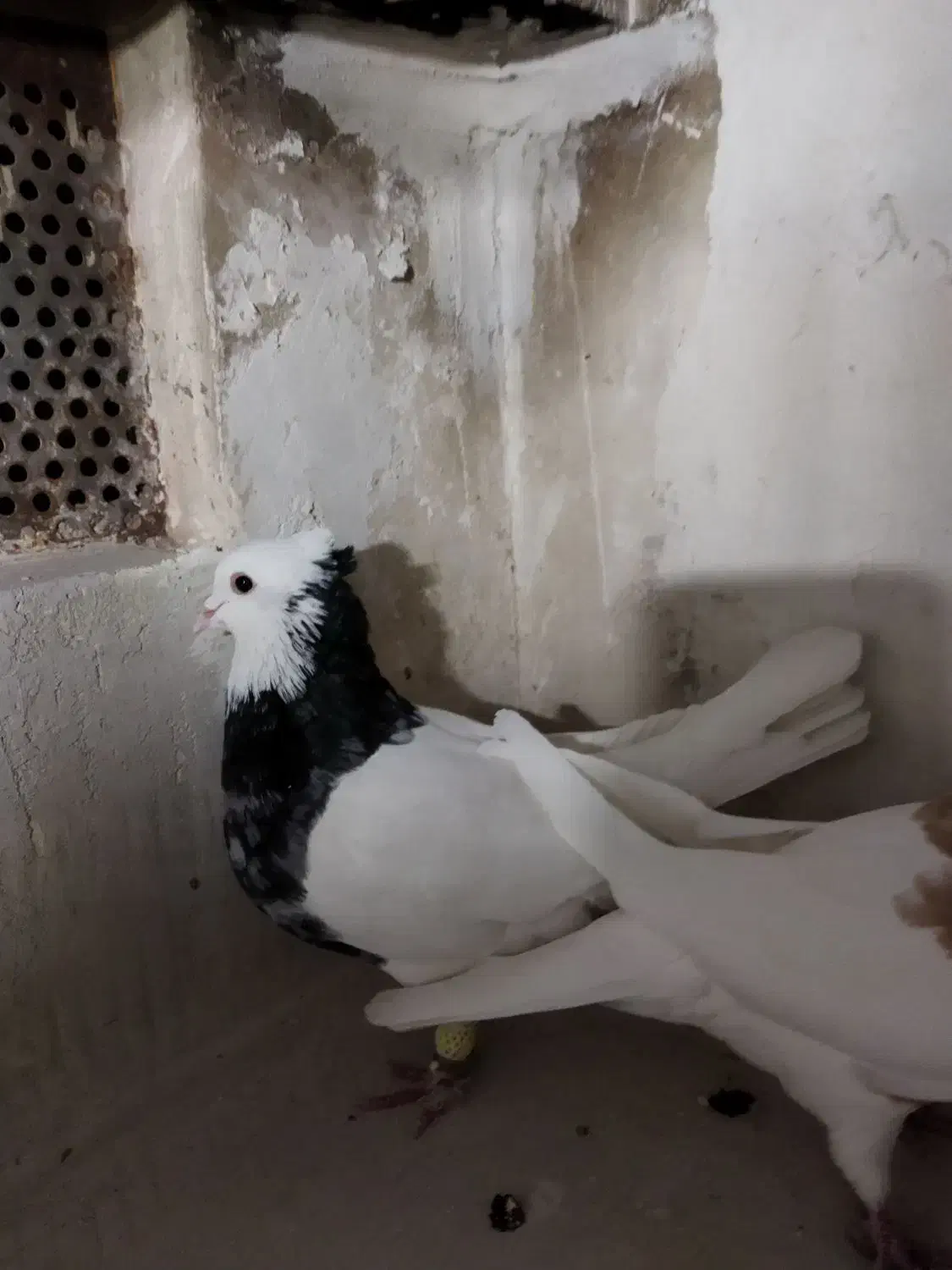 کبوترطوقی هفرنگ جفتی به شرط تخم|پرنده|اقبالیه, |دیوار