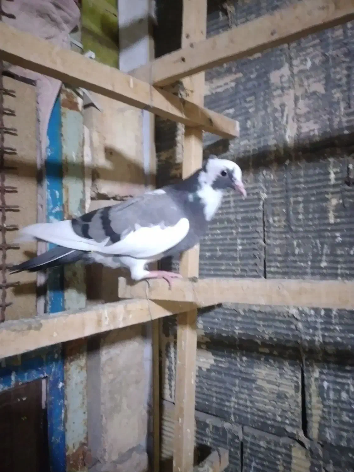 سلام کبوتر پرشی و یاهو|پرنده|قم, مسجد امام حسن|دیوار