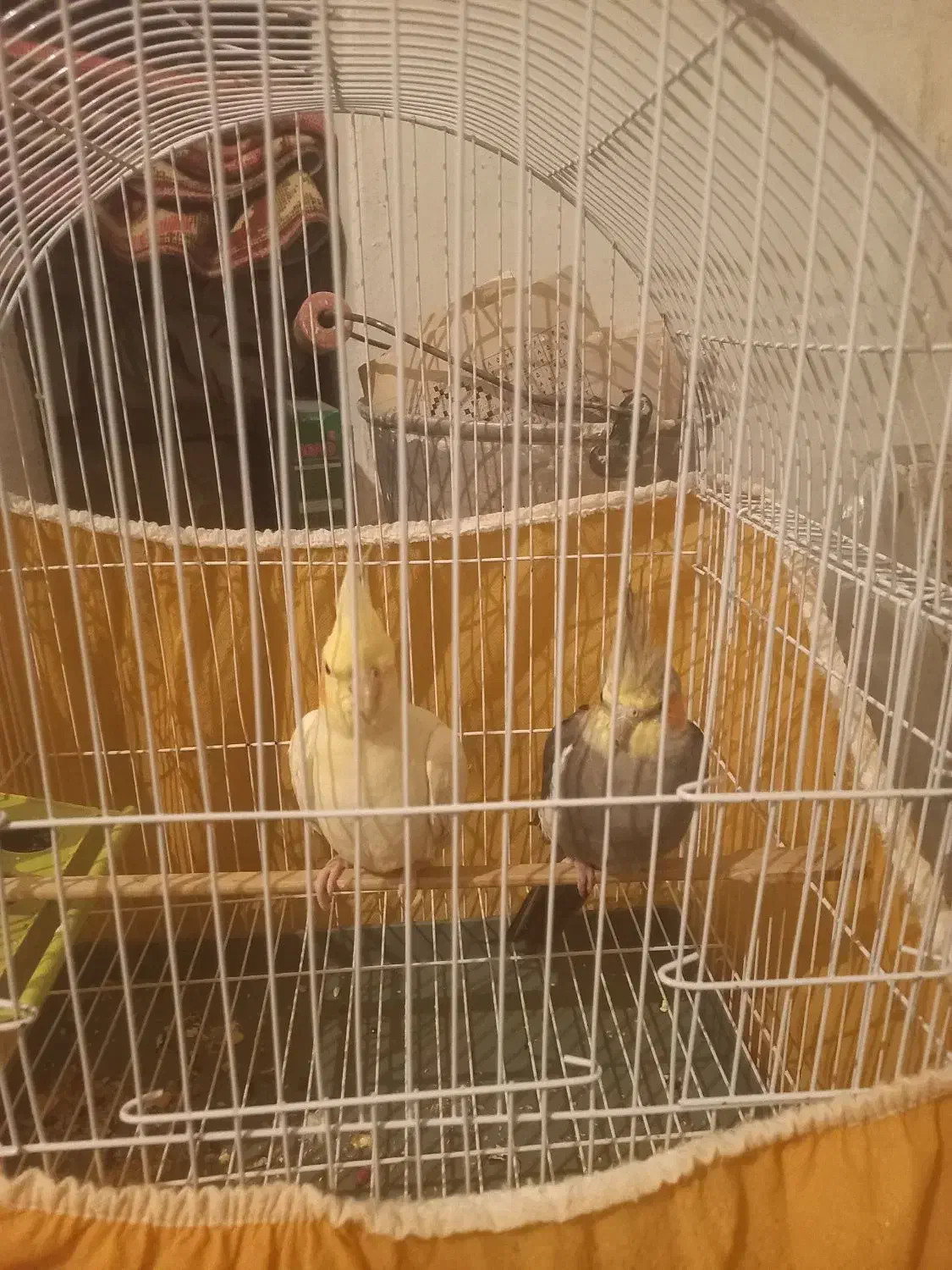 عروس هلندی نر  و ماده سالم|پرنده|مبارکه, |دیوار