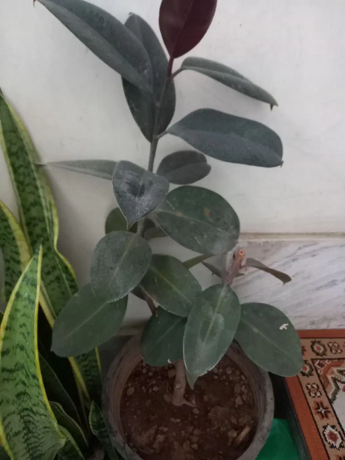 کاج مطبق دوشاخه بزرگ|گل و گیاه طبیعی|بروجرد, |دیوار