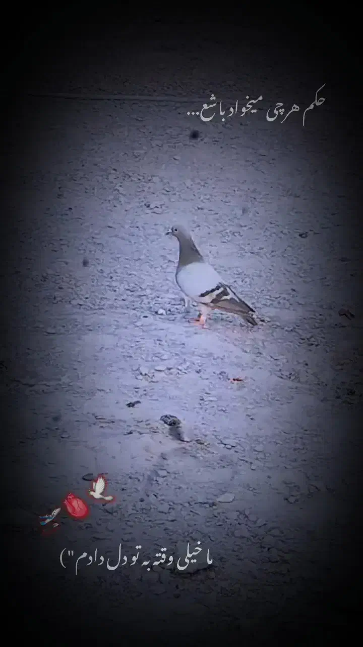 سلام یک ماده زابلی گرفته شوده از پارسال و ثب هست|پرنده|نهبندان, |دیوار