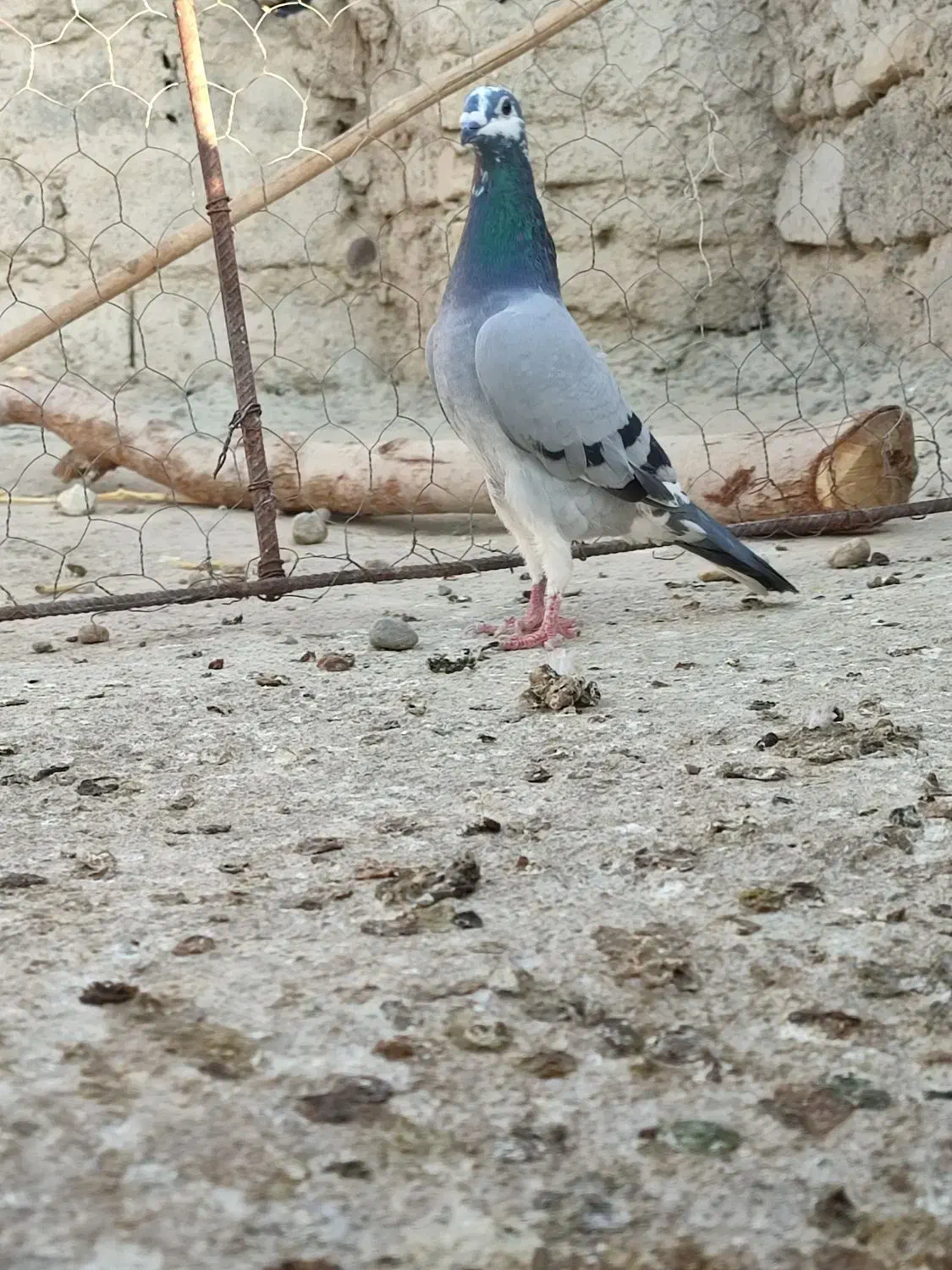 جان اردن|پرنده|زهک, |دیوار