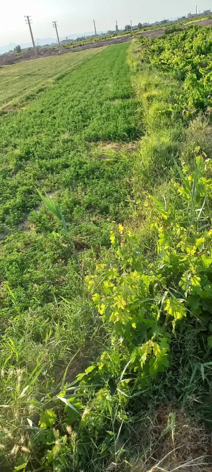 باغ انگور|فروش دفتر صنعتی، کشاورزی، تجاری|دشتابی, |دیوار