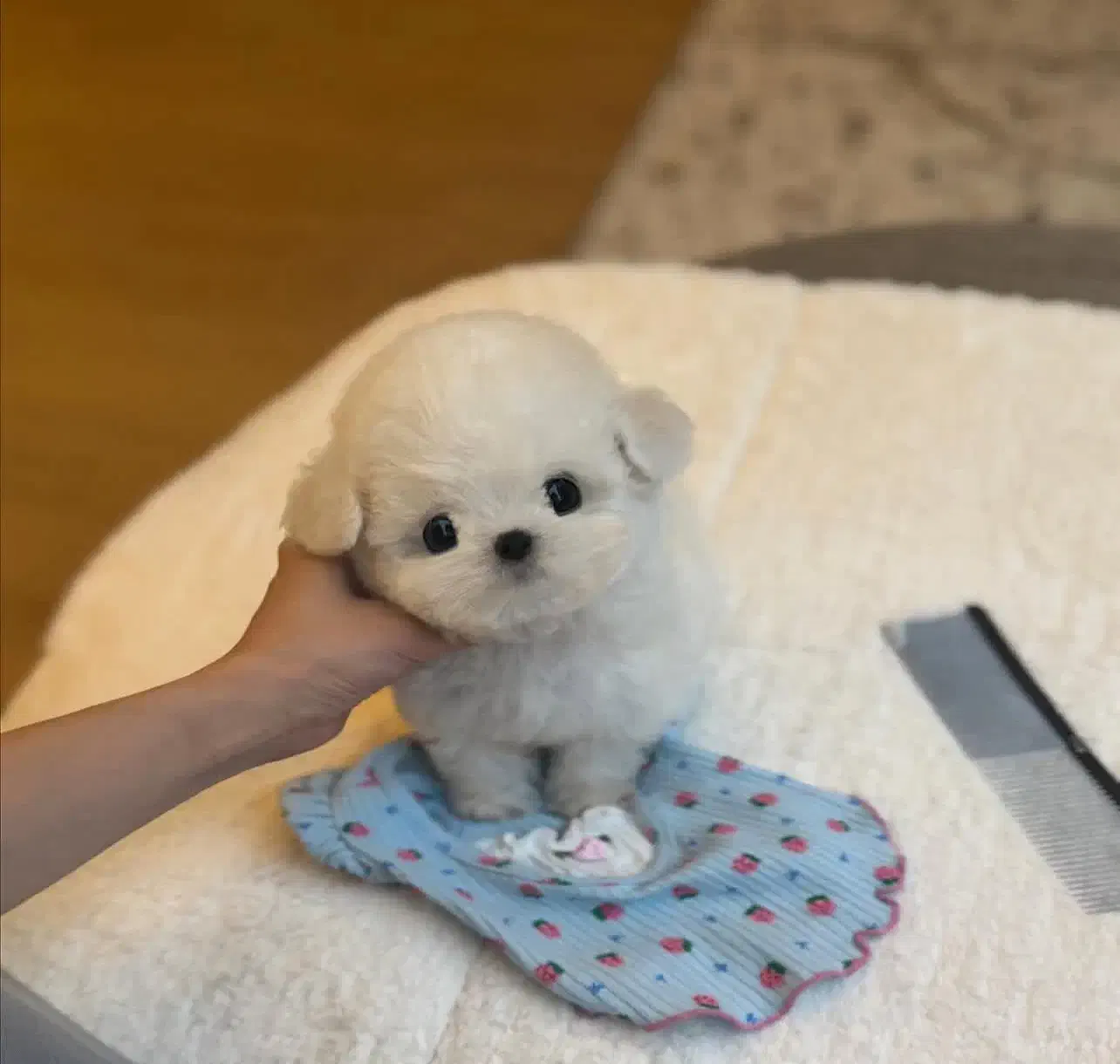 سگ ملوس|سگ|ثمرین, |دیوار