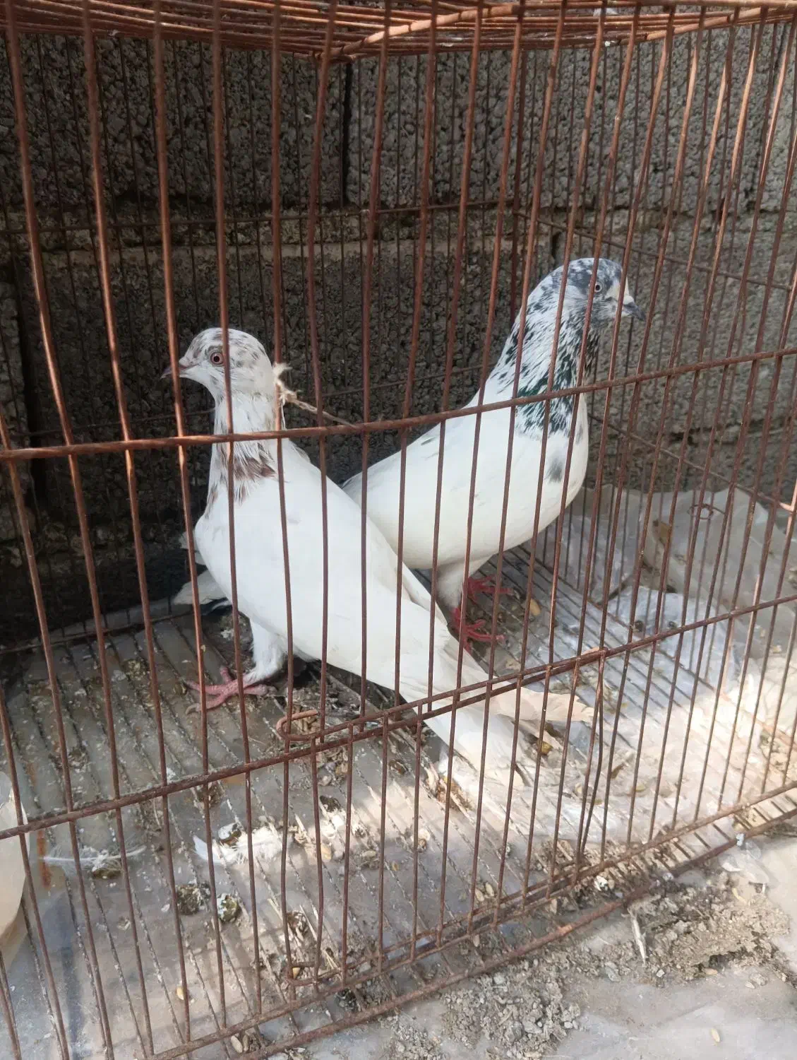 چند جفت کبوتر پرشی|پرنده|لنگرود, |دیوار