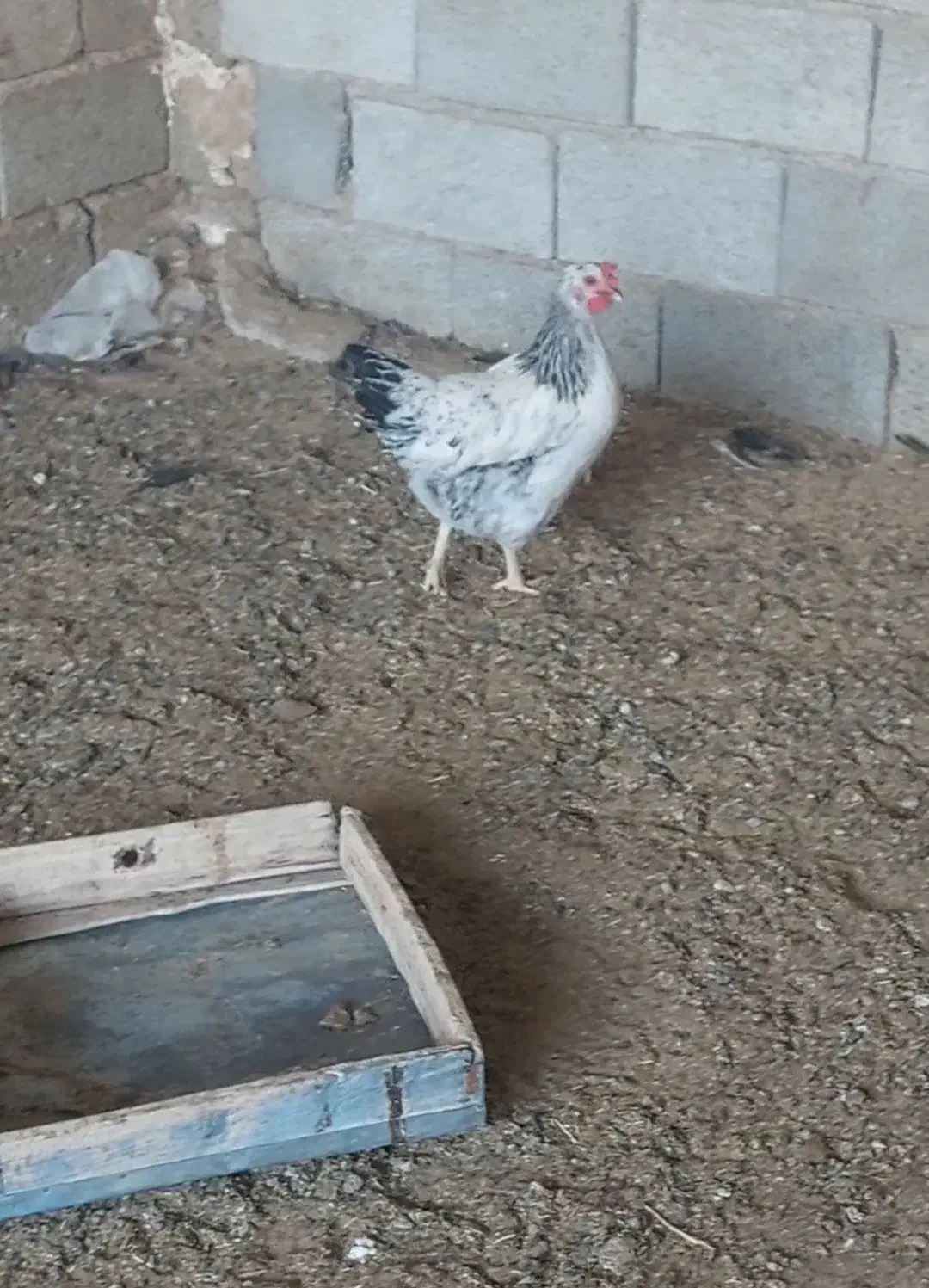 مرغ تخم گذار جوون|حیوانات مزرعه|مرودشت, فیروزی|دیوار