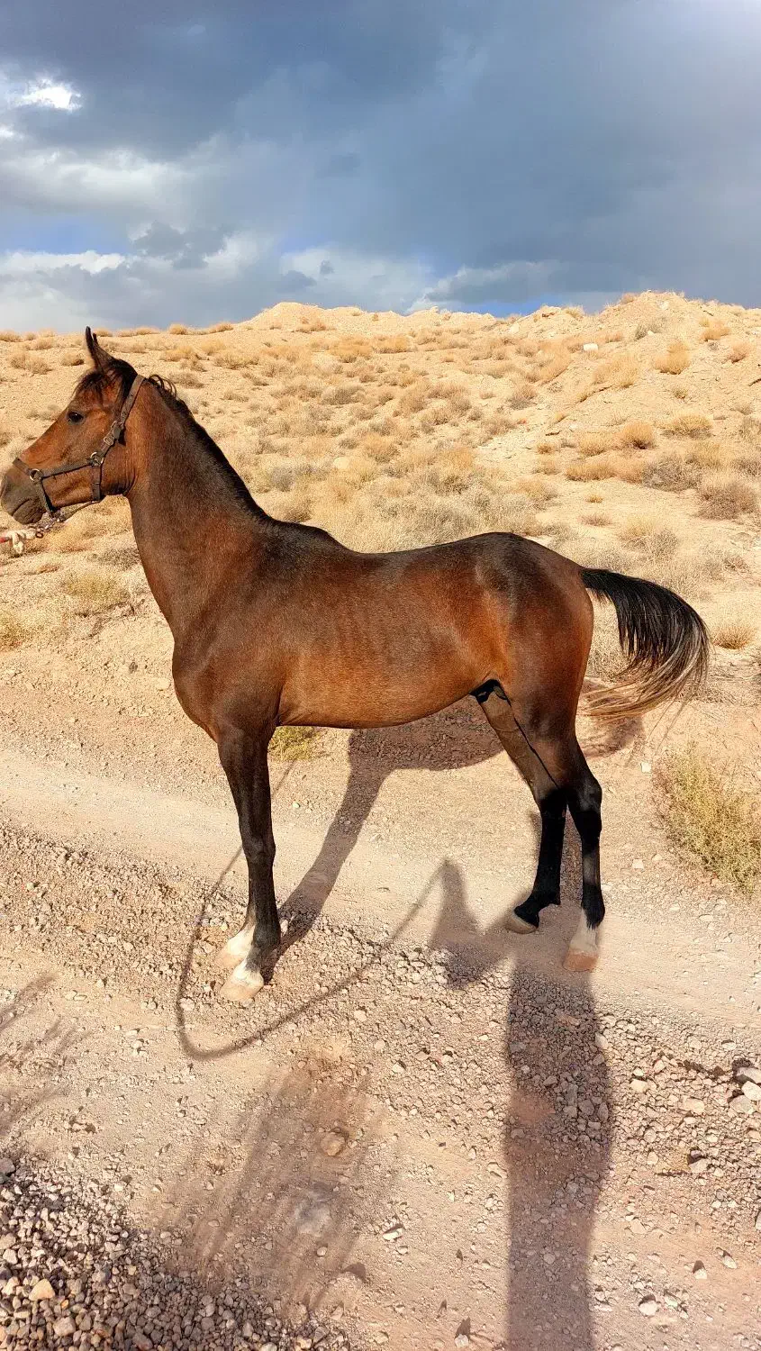 اسب عرب معاوضه با موتور دارم|اسب و تجهیزات اسبسواری|یزد, |دیوار