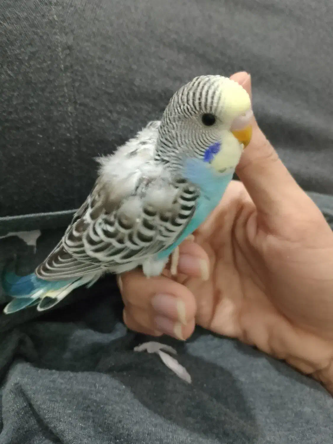 مرغ عشق نرم خور|پرنده|ایرانشهر, |دیوار