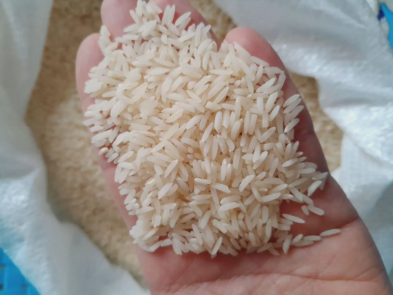 برنج ارگانیک محلی|خوردنی و آشامیدنی|رشت, معلولین|دیوار