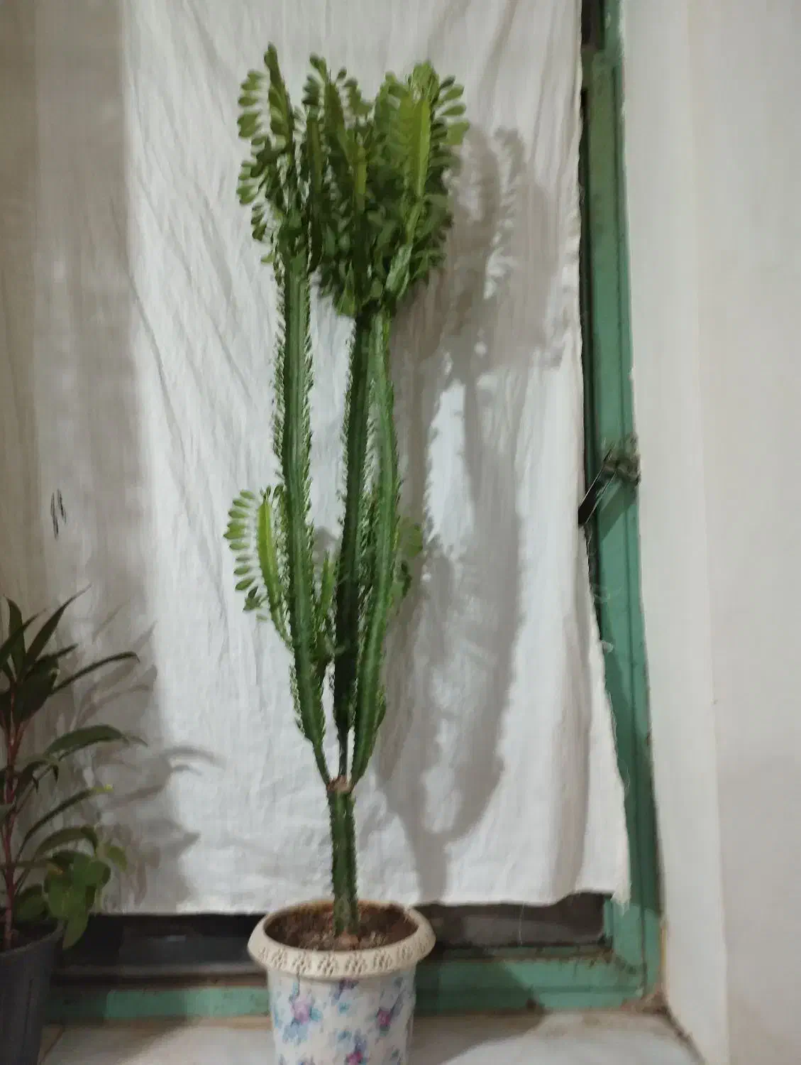 گل فروشی|گل و گیاه طبیعی|پیر سلیمان, |دیوار