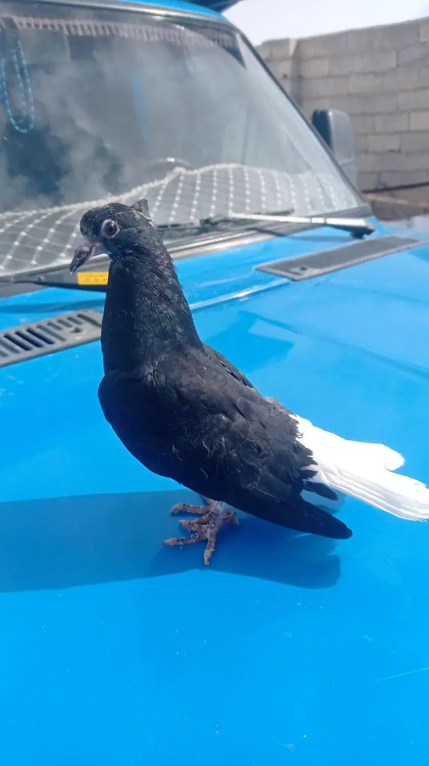 کبوتر جوجه دم سفید|پرنده|خواجه, |دیوار