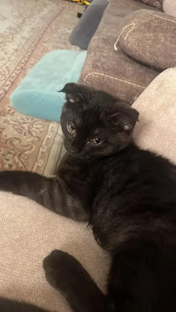 گربه اسکاتیش|گربه|بوشهر, |دیوار