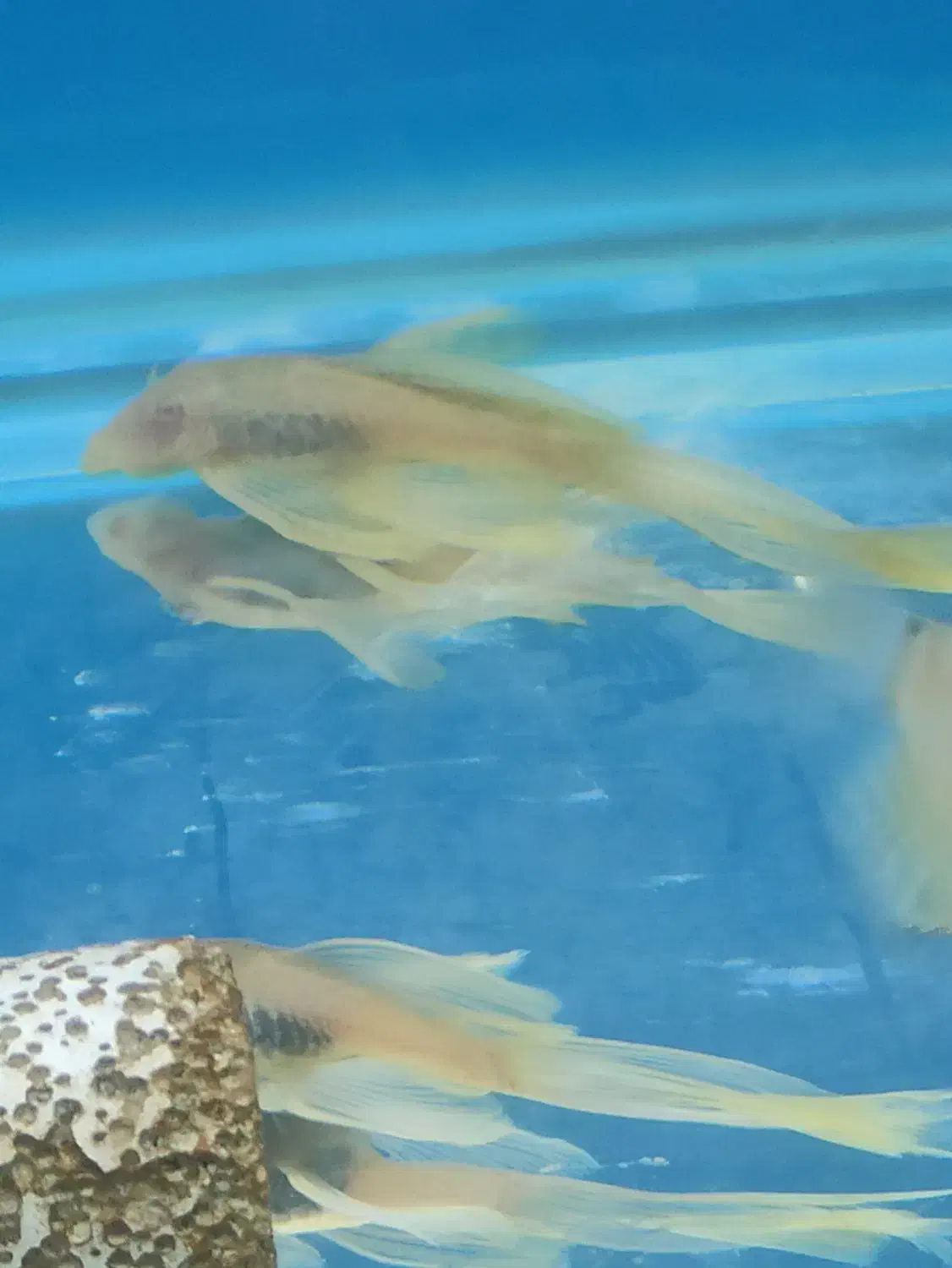 پوزه بوته ای سوپر باله|ماهی|اسلام‌شهر, زرافشان|دیوار