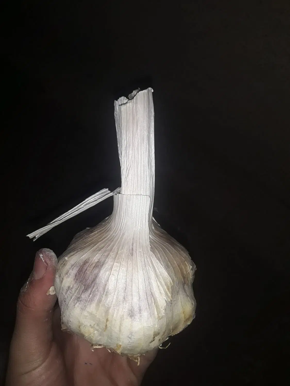 سیر|خوردنی و آشامیدنی|الشتر, |دیوار