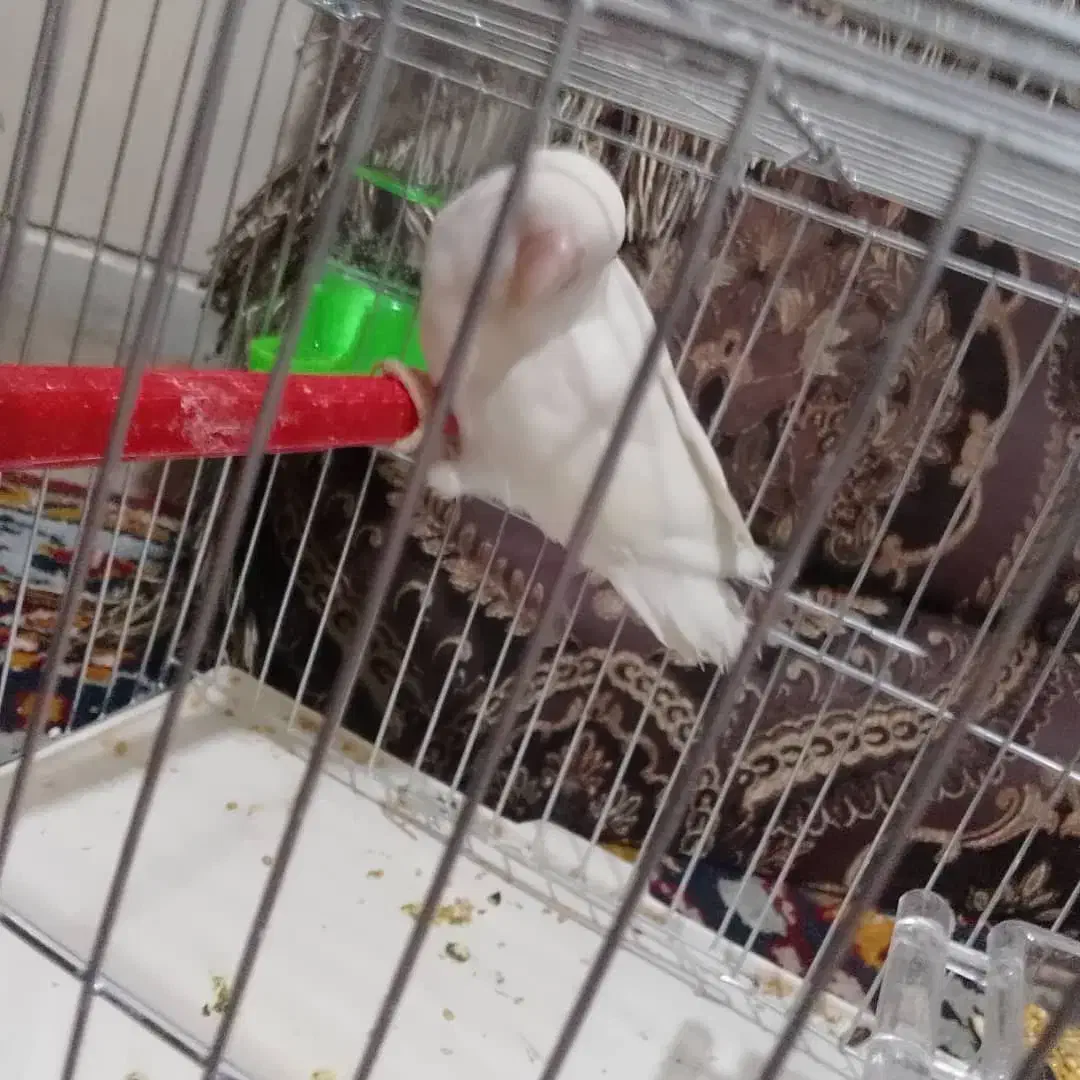 فروش طوطی برزیلی|پرنده|فولادشهر, B1|دیوار