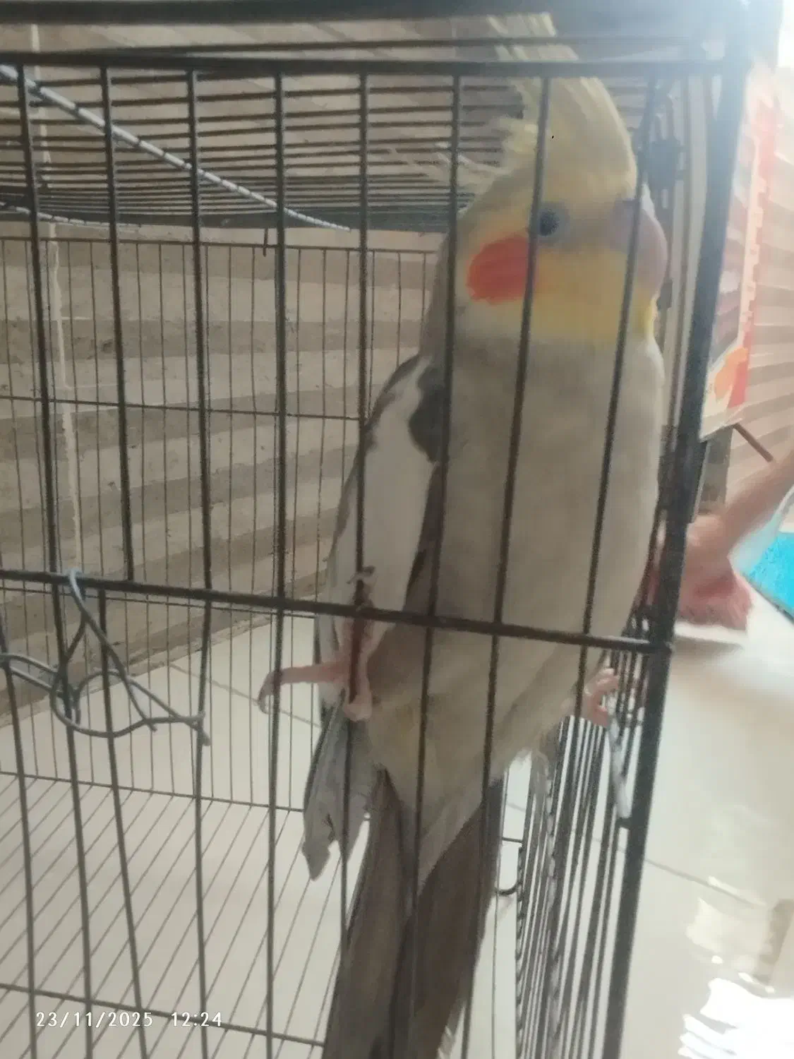 عروس هلندی|پرنده|ساوه, |دیوار