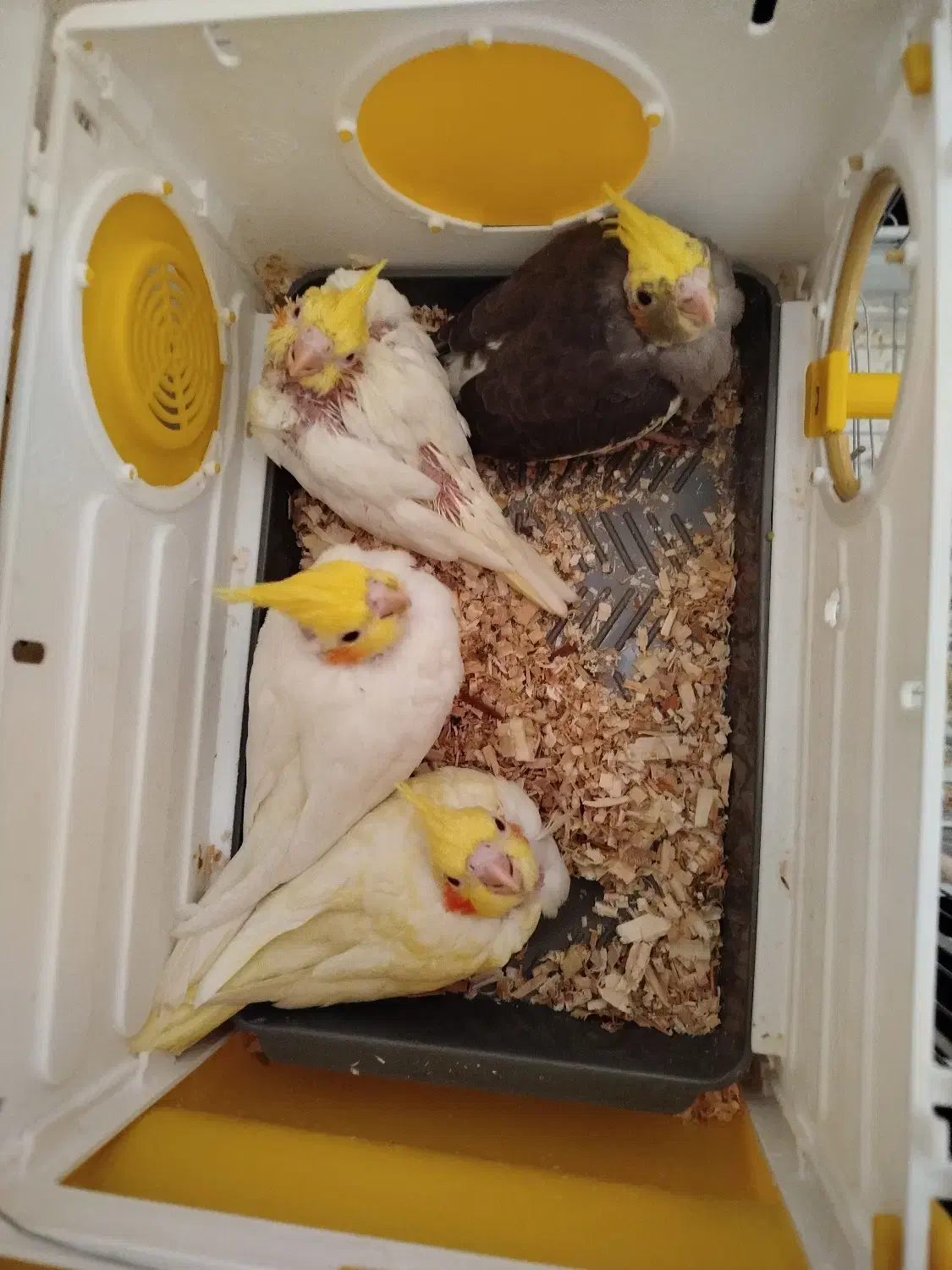 عروس هلندی|پرنده|بروجرد, |دیوار