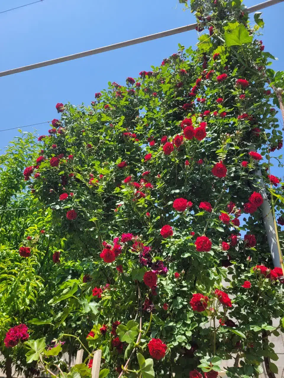 ویلا ۵۰۰متری در بهترین لوکیشن خیابان شهریار گوگان|فروش خانه و ویلا|گوگان, |دیوار