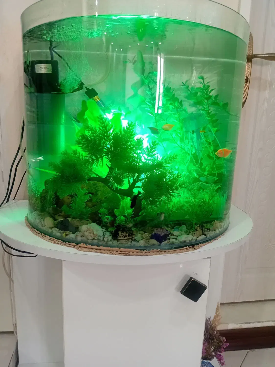 فروش آکواریوم شیشه خم.|ماهی|نیشابور, شهرک فرهنگیان|دیوار