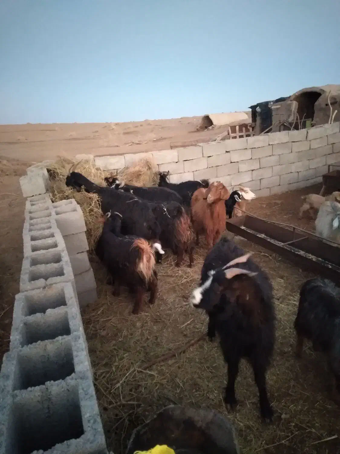 فروش بز|حیوانات مزرعه|سده (خراسان جنوبی), |دیوار