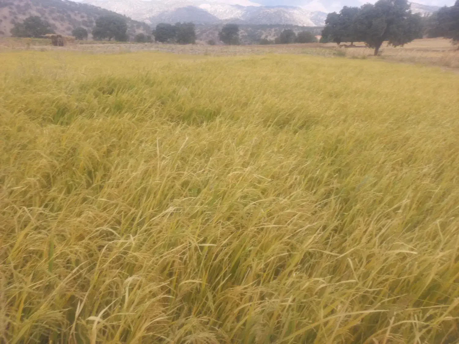 فروش زمین .برنج. باغ.گلخانه.گاوداری|فروش زمین و ملک کلنگی|یاسوج, |دیوار