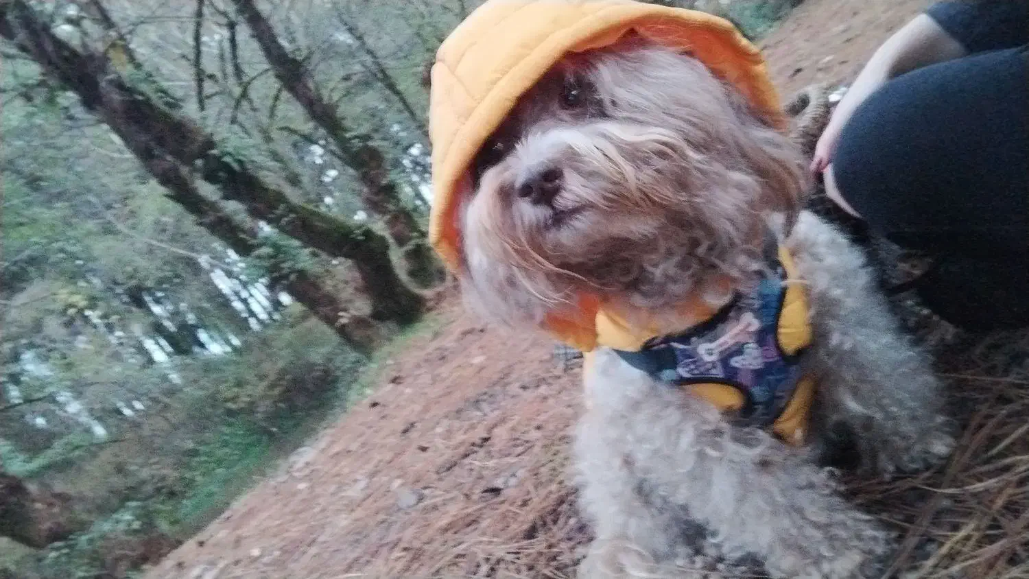 پودل تریر|سگ|تهران, الهیه|دیوار