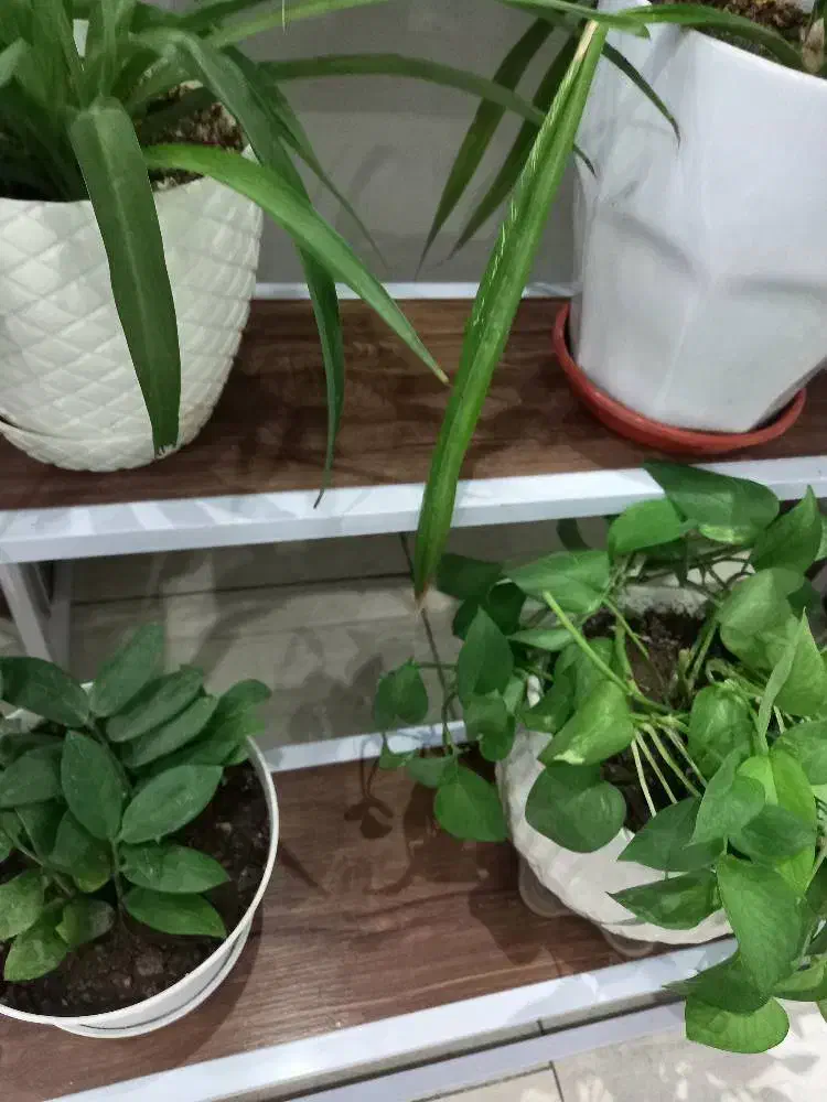 استند ۴ پله|گل و گیاه طبیعی|قدس, شهر‌قدس|دیوار