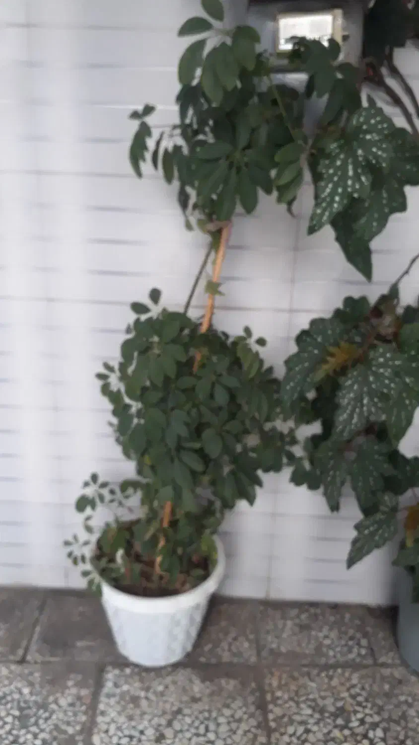 گل شلفرا|گل و گیاه طبیعی|قائم‌شهر, |دیوار