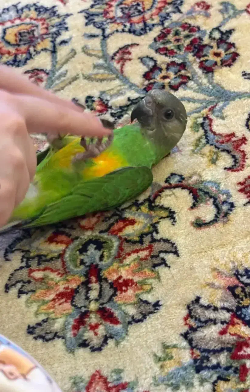 طوطی سنگال سخنگو|پرنده|میبد, |دیوار