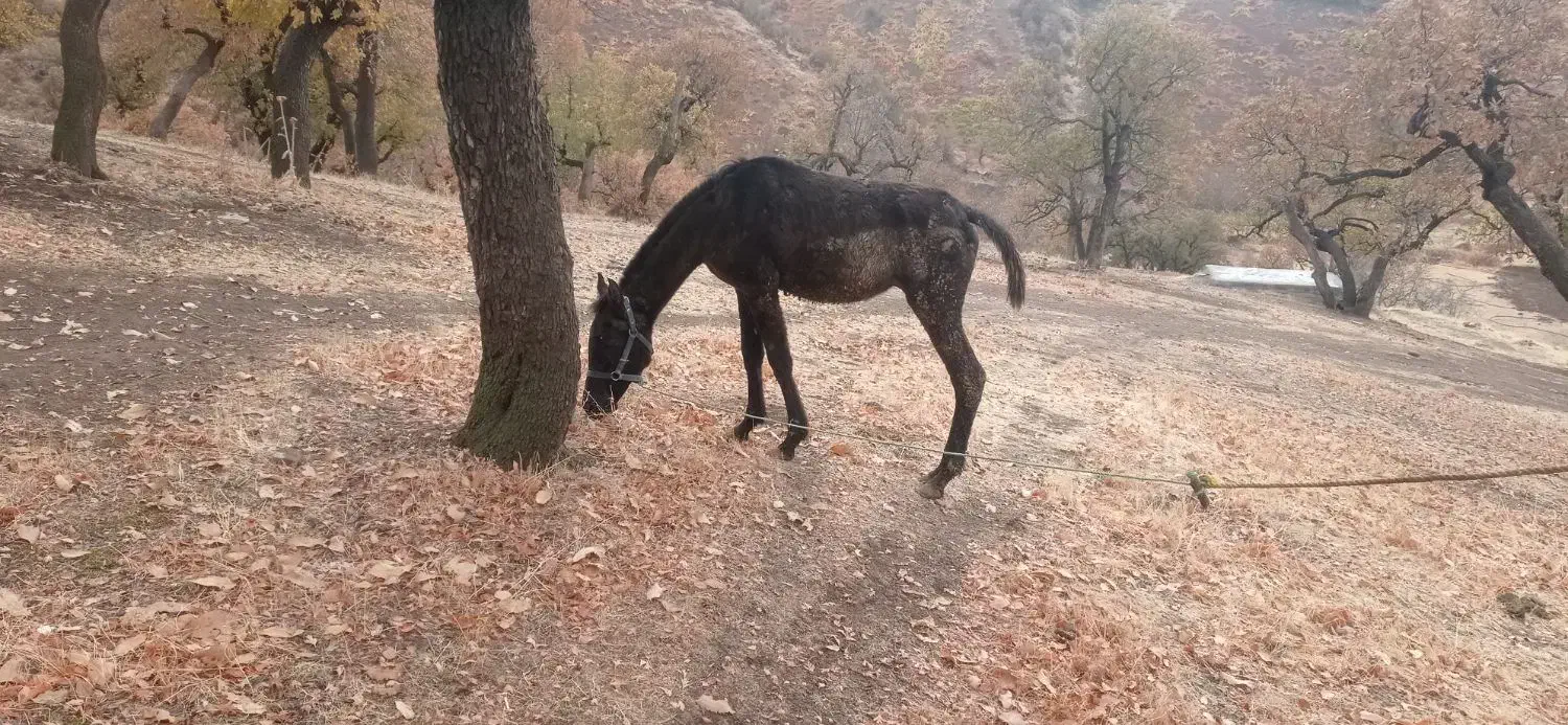 اسب ۱۱ماه بدونه مشکل|اسب و تجهیزات اسب‌سواری|مریوان, |دیوار