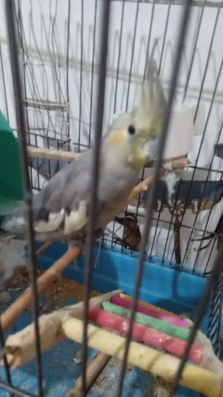 عروس هلندی گمشده|پرنده|ماهدشت, |دیوار