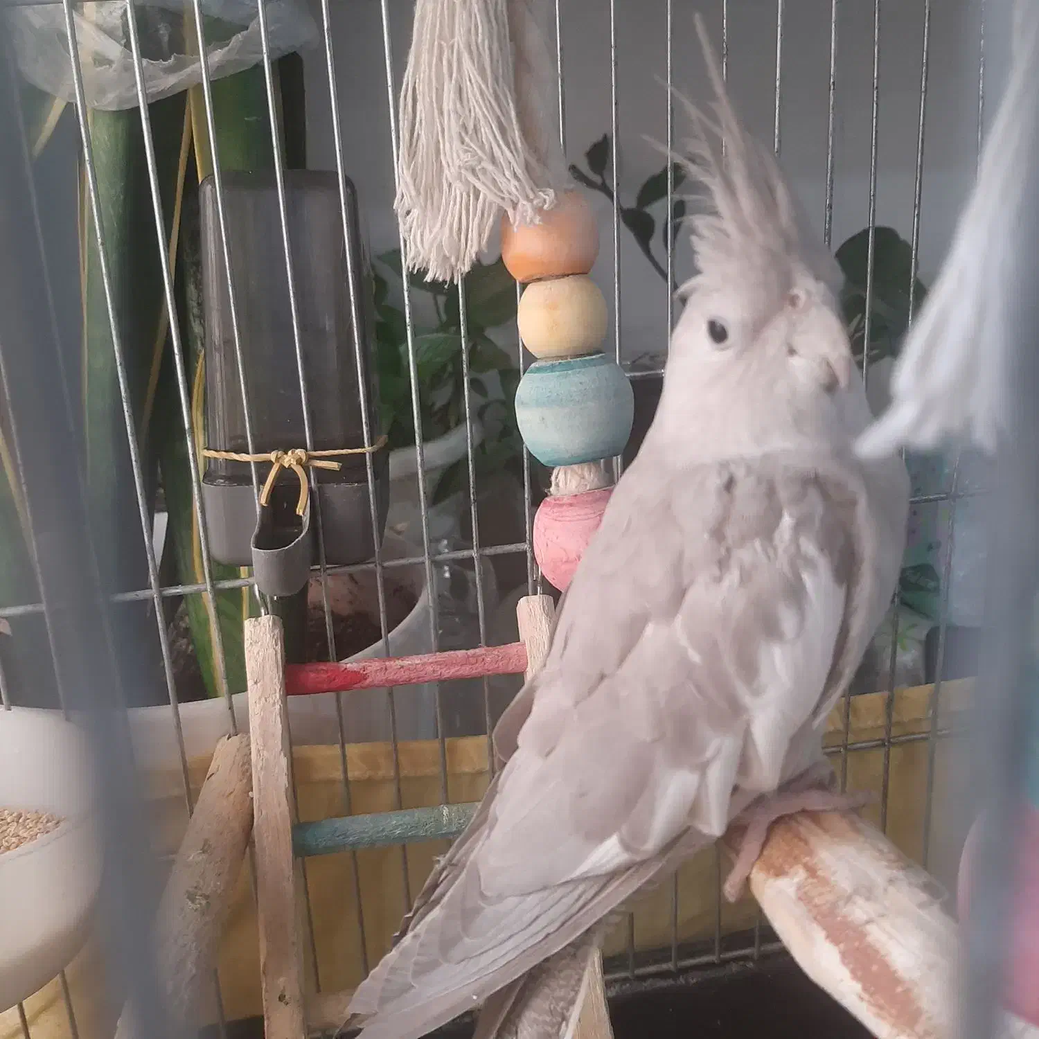 عروس هلندی مرواریدی|پرنده|کهریزک, |دیوار