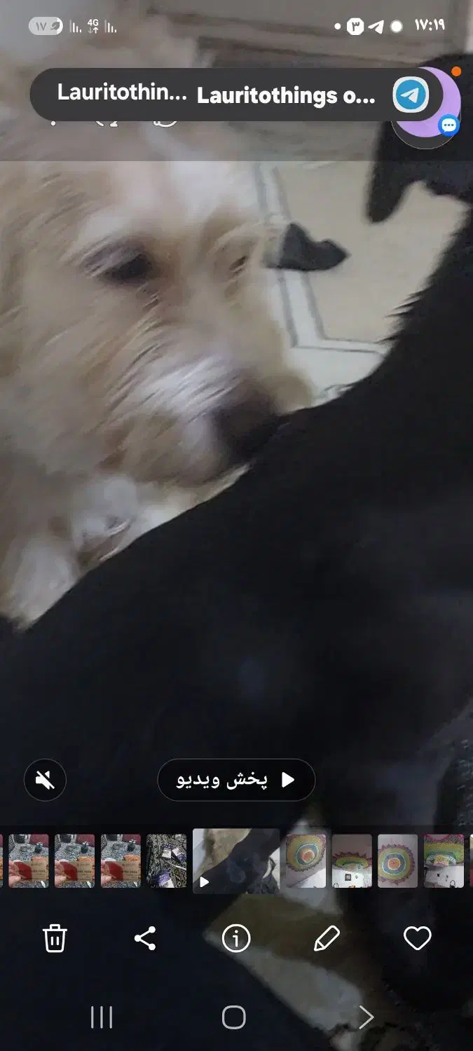 گمشده|حیوانات|قم, باجک دو|دیوار