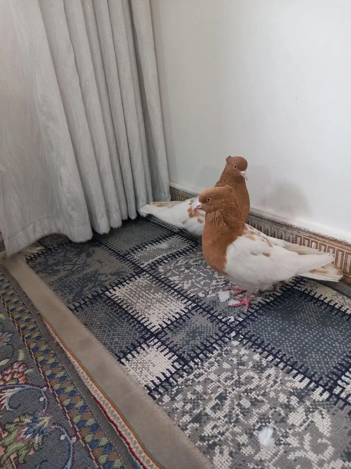 کله زرد نروماده|پرنده|اقبالیه, |دیوار