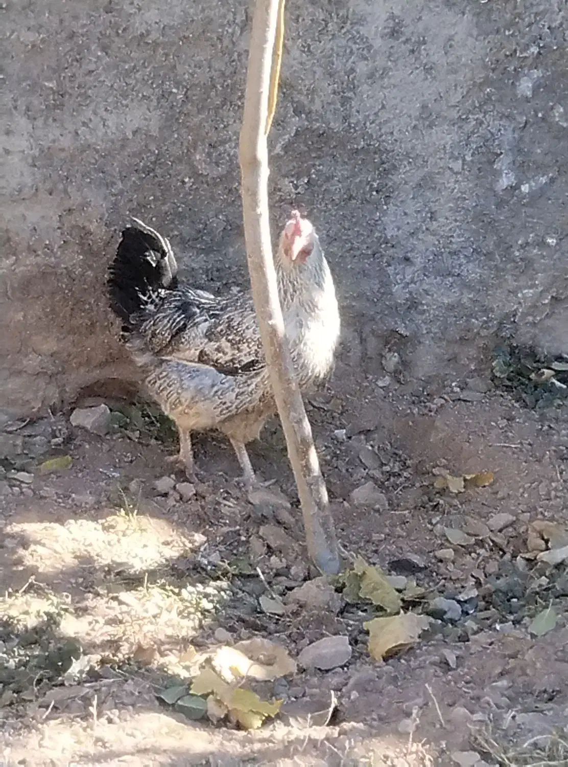 6تامرغ جوان تخم گذار یکی هم خروس|حیوانات مزرعه|صائین قلعه, |دیوار