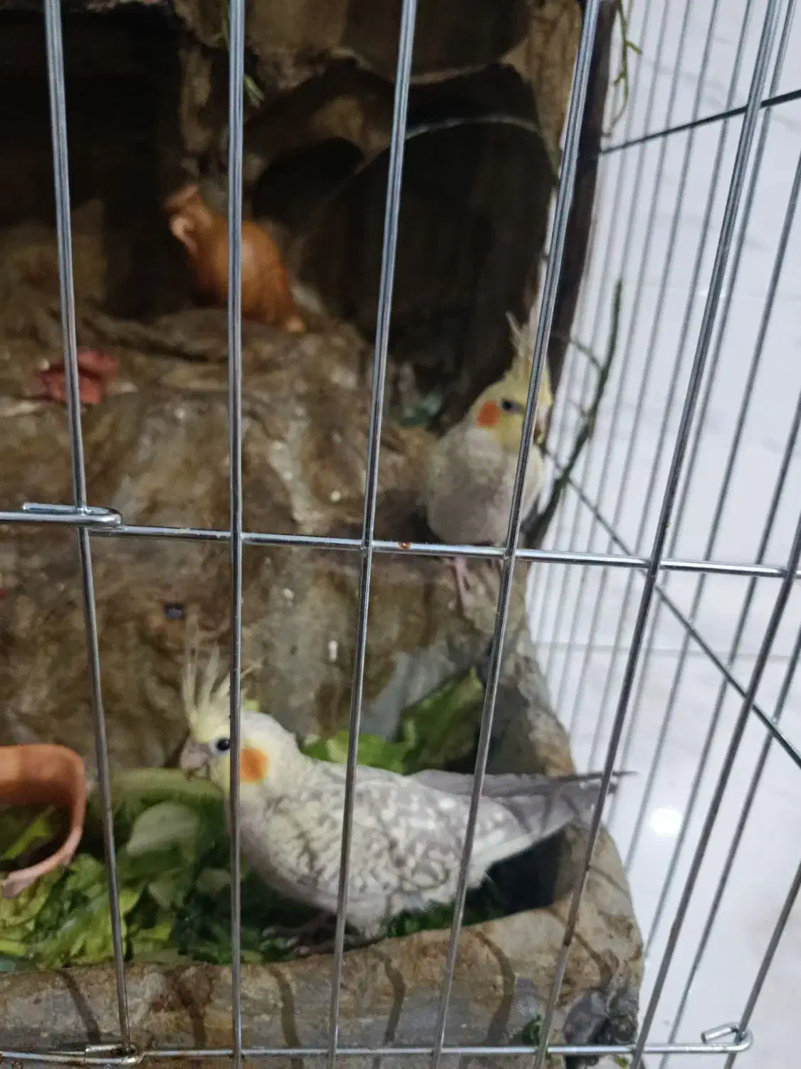 عروس هلندی|پرنده|شیراز, حجت آباد|دیوار