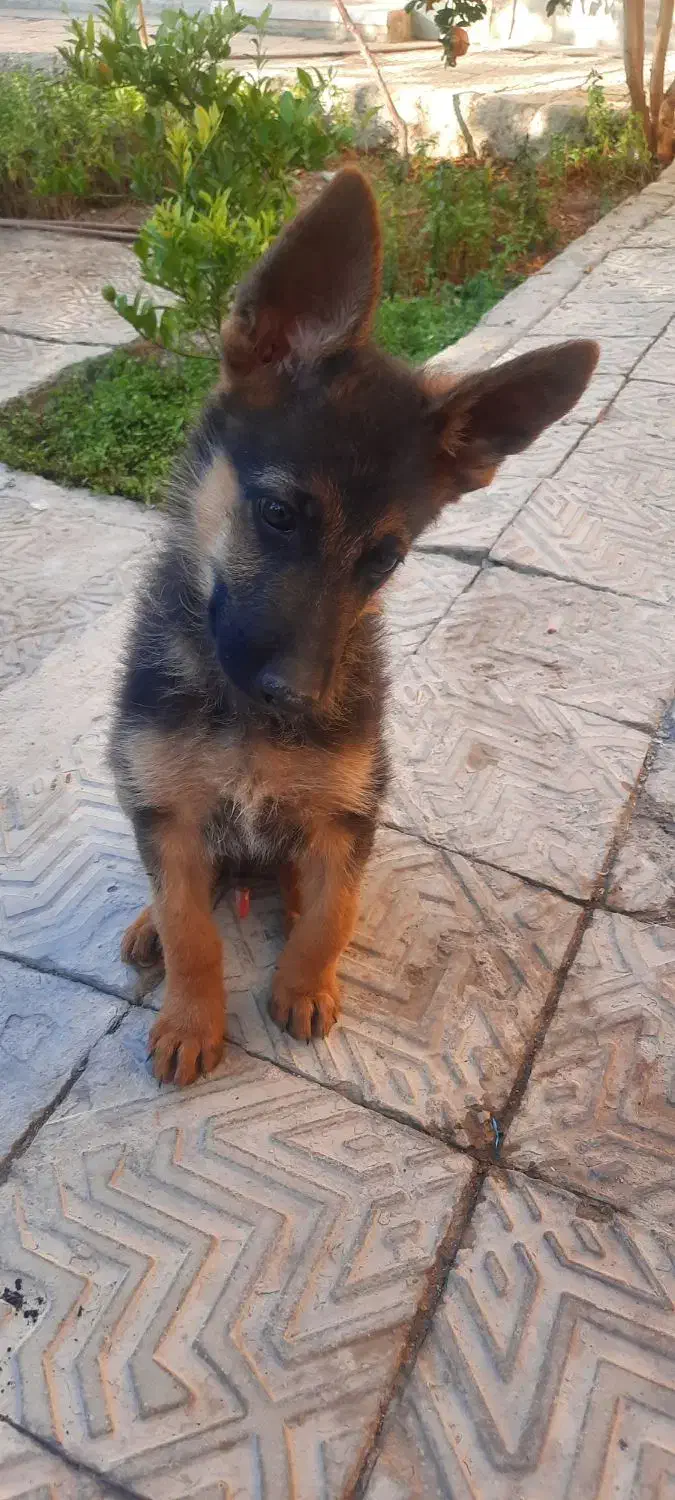 توله ژرمن|سگ|اصفهان, آزادان|دیوار