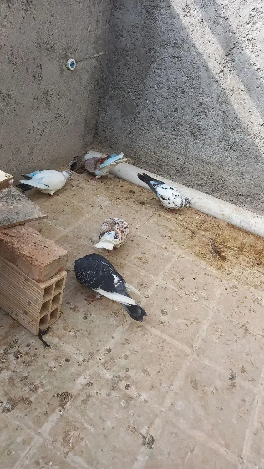 کبوتر اوچان|پرنده|پارس‌آباد, |دیوار