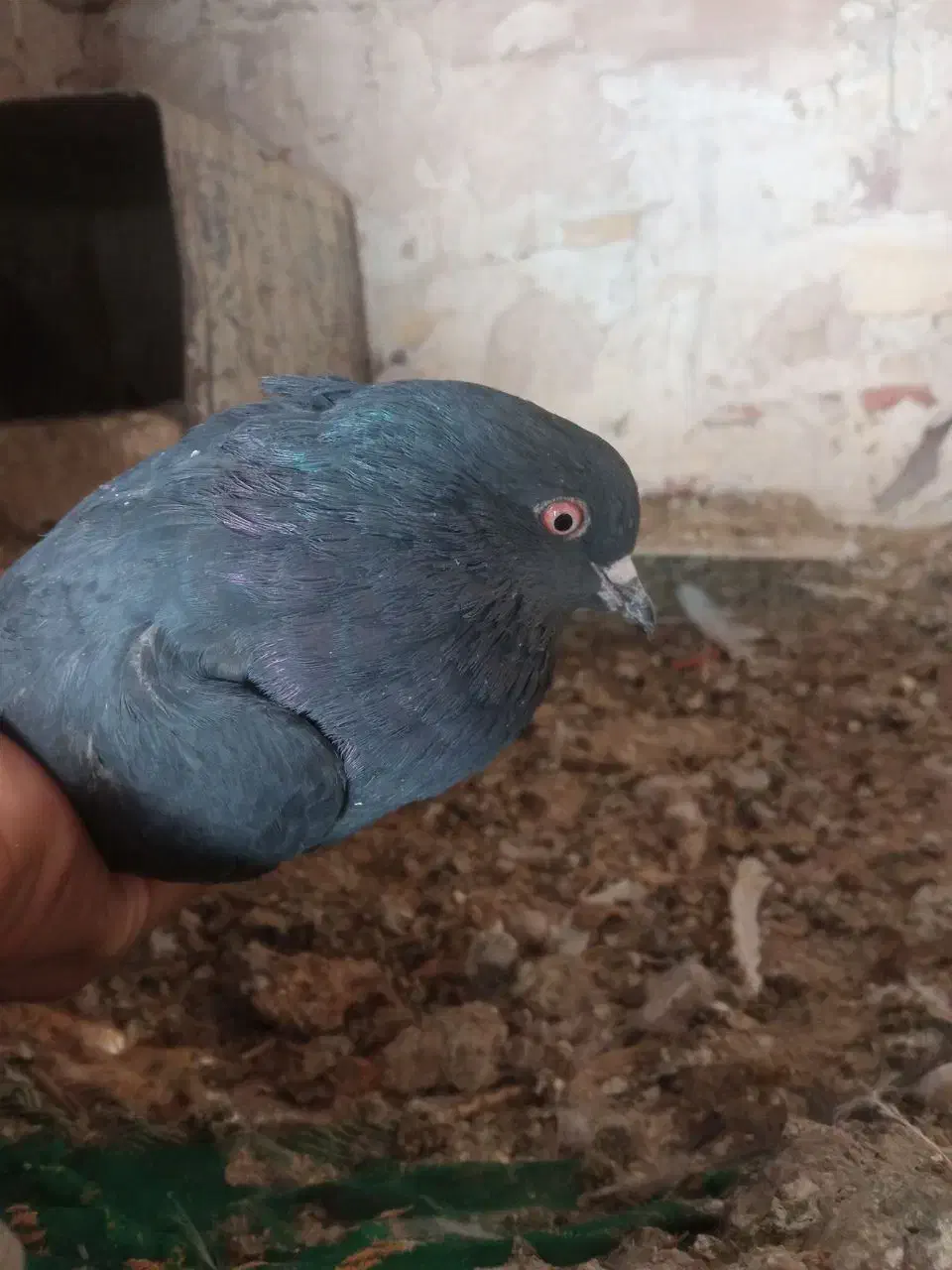 مجسمه ک ب و ت ر گ ر ف ت ن ی|مجسمه، تندیس، ماکت|کرباسک, |دیوار