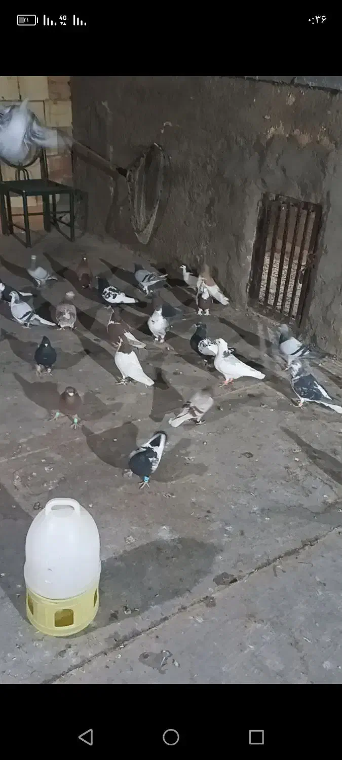 چنتاحیوون گم کردم توشب تارشدن در حوالی رازی و قلوه|حیوانات|سبزوار, امیر کبیر|دیوار