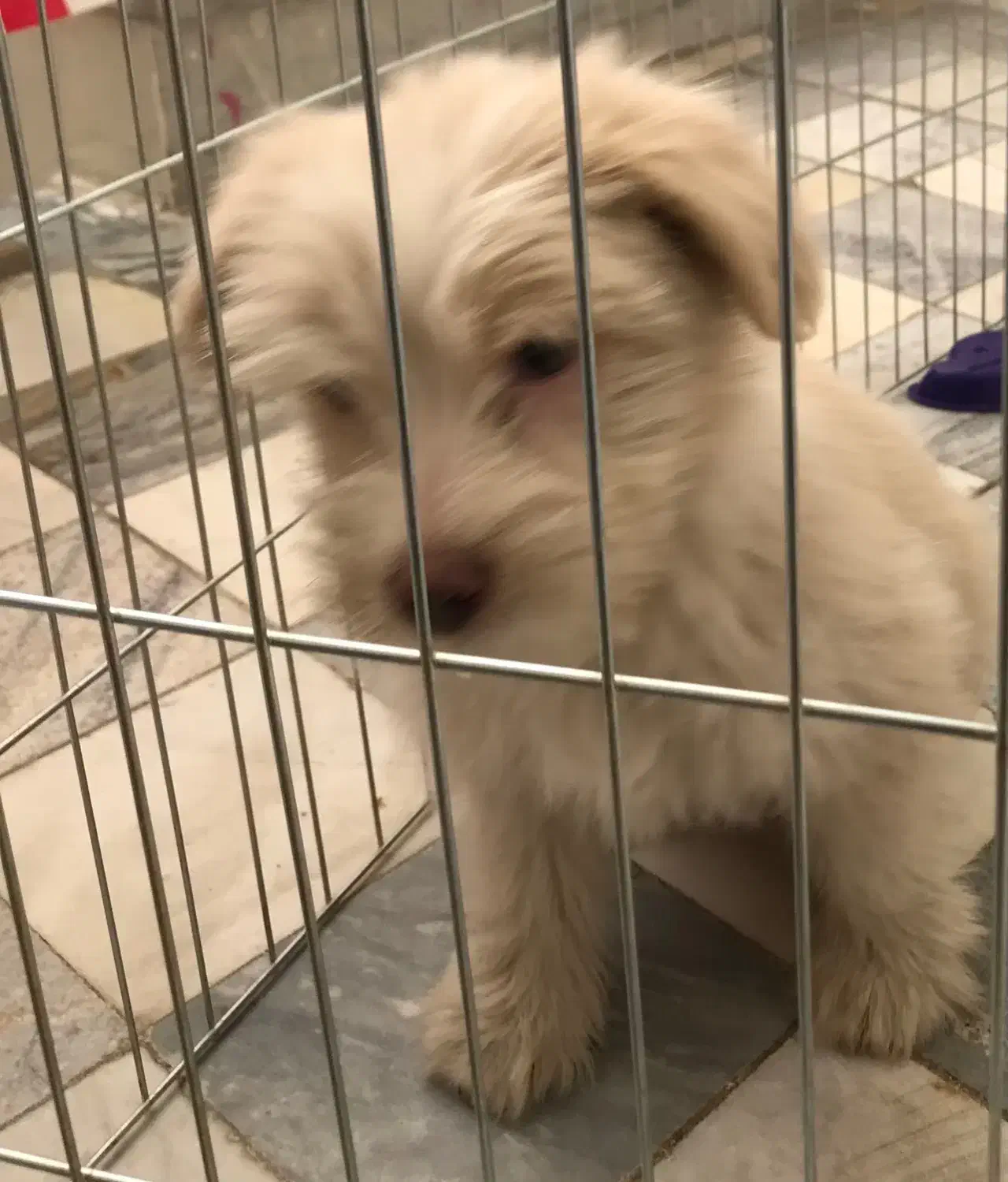 واگذاری سگ|سگ|ایلام, |دیوار