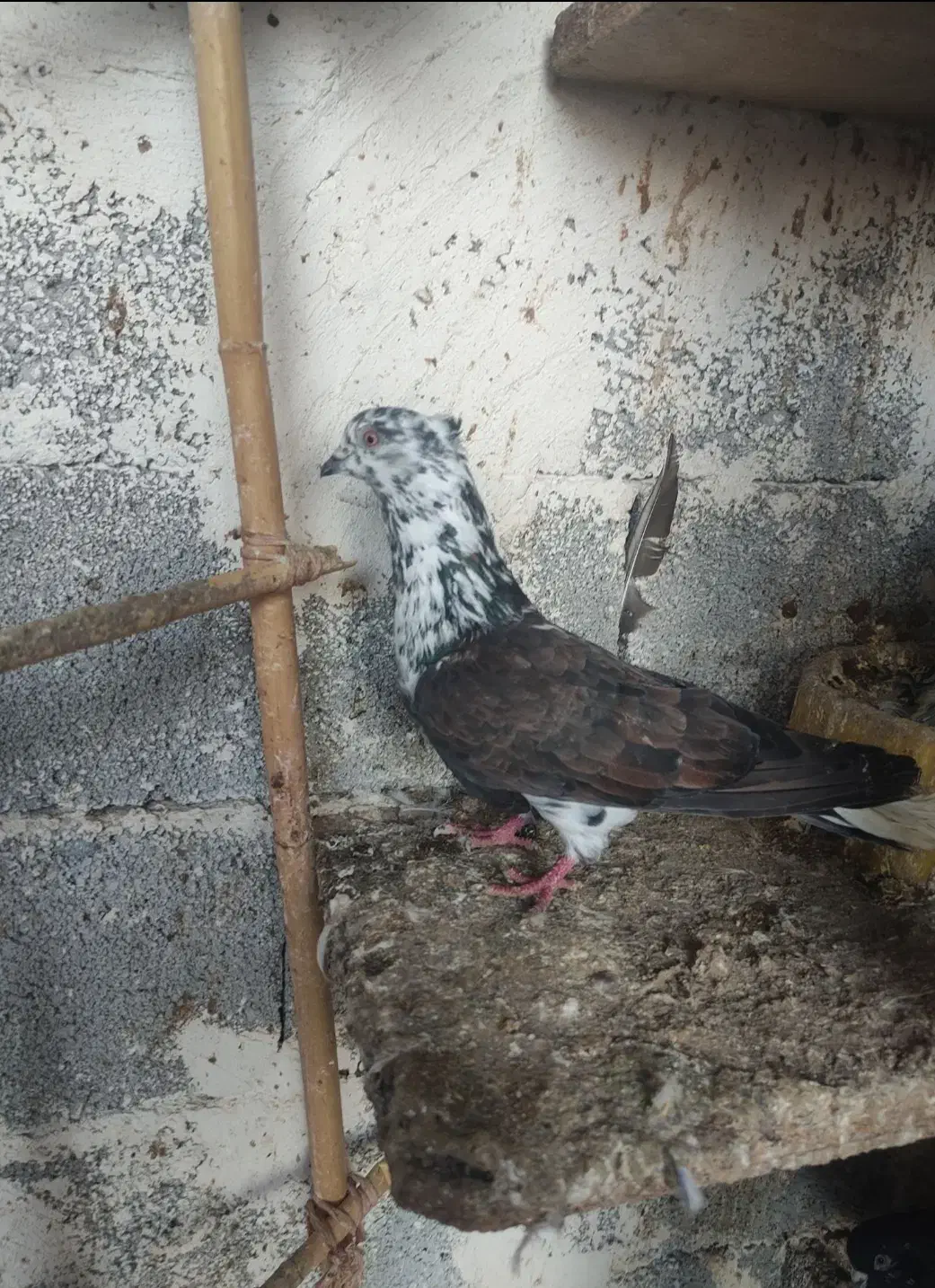 کبوتر پرشی همه چی تموم|پرنده|پارس‌آباد, |دیوار