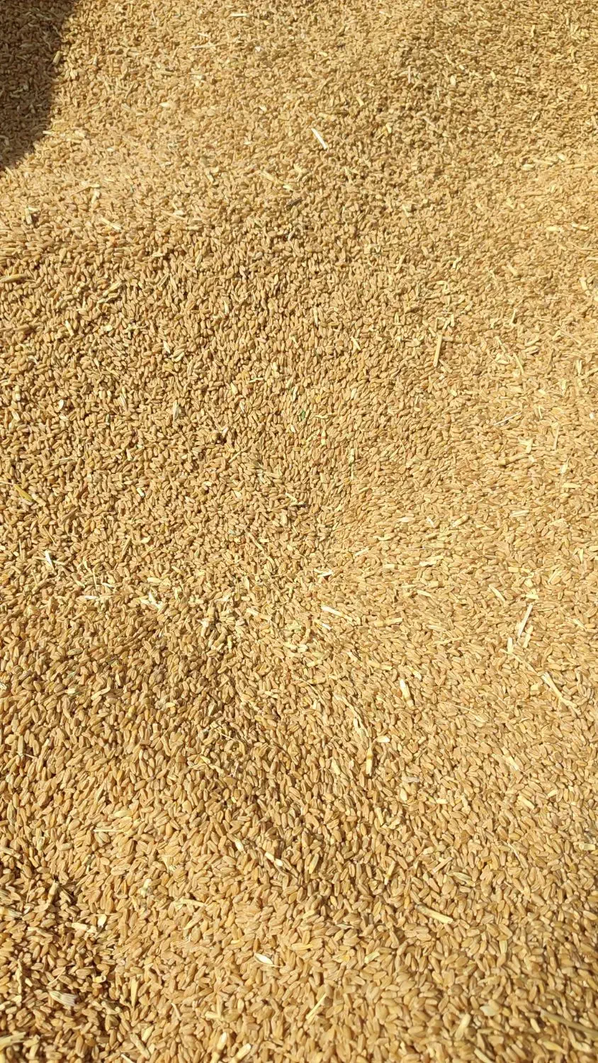 فروش بذر اصلاح شده گندم قابوس(دیم)|خدمات باغبانی و درختکاری|نورآباد ممسنی, |دیوار