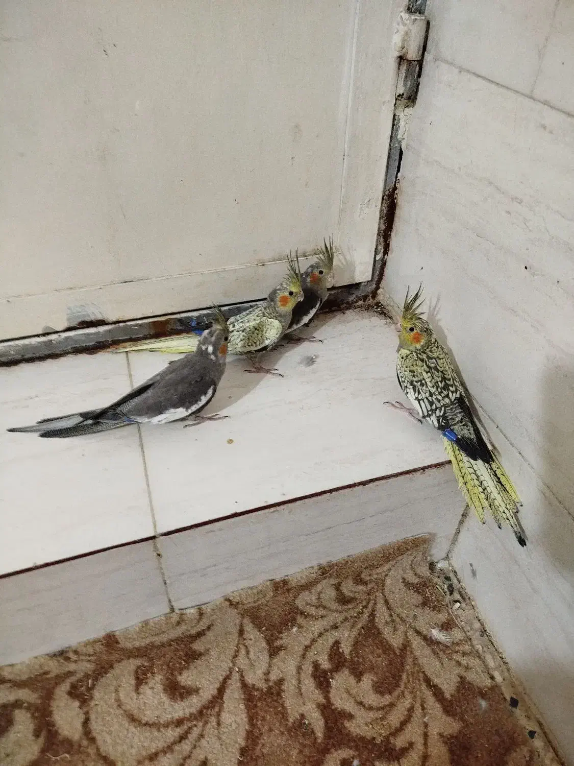 جوجه عروس هلندی|پرنده|بندر گناوه, |دیوار