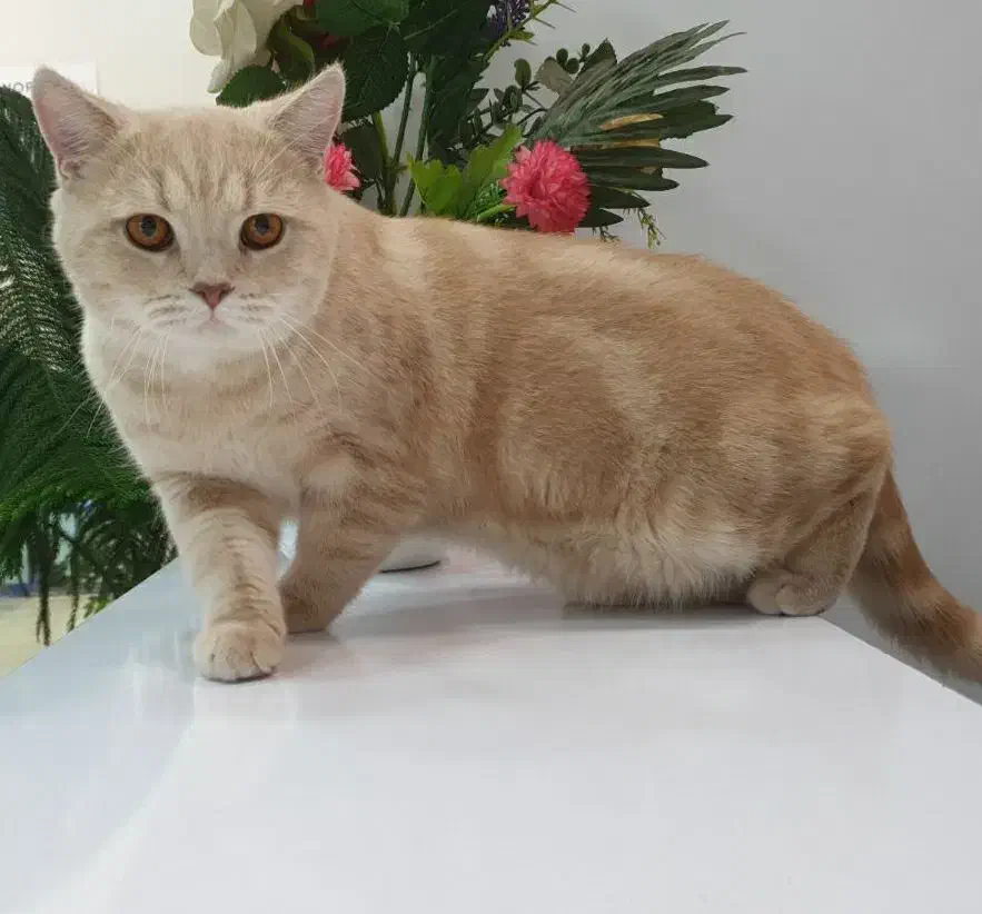 گربه بریتیش اسکاتیش|گربه|آذرشهر, |دیوار