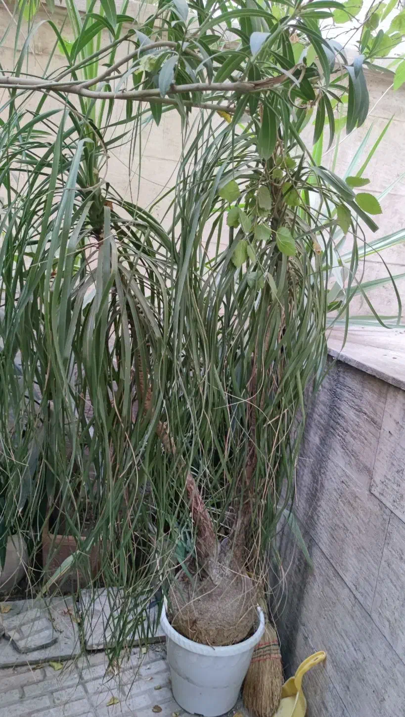 درختچه گلدان لیندای دوقلوی ۳۷ ساله|گل و گیاه طبیعی|تهران, عباسآباد|دیوار